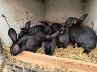 Kaninchen zum weiterfüttert Sachsen-Anhalt - Eisleben Vorschau