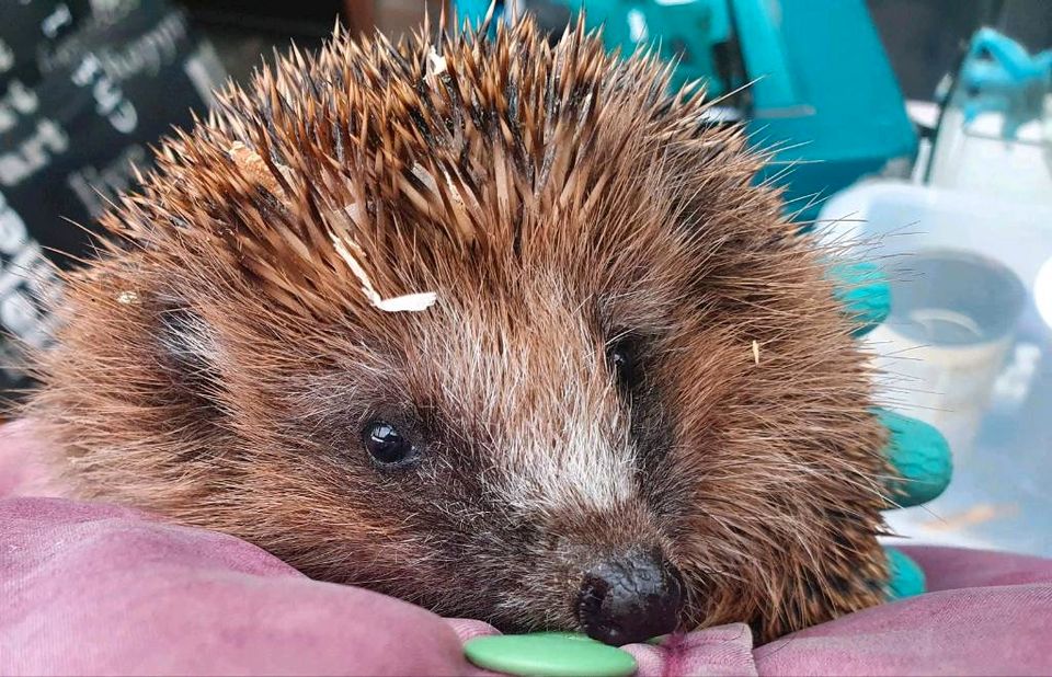 Igel gefunden Igelhilfe Tierhilfe Igelpflege Pflegestelle in Voerde (Niederrhein)