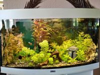 Juwel Vision Aquarium mit Zubehör und Unterschrank Nordrhein-Westfalen - Neuenrade Vorschau