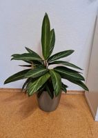 Calathea Zimmerpflanze Niedersachsen - Börger Vorschau