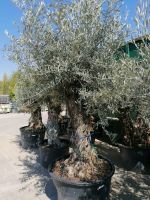 Olea europaea, Olivenbaum Nordrhein-Westfalen - Euskirchen Vorschau