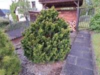 Gartenpflege Muschelzypresse zu verschenken Rheinland-Pfalz - Schweich Vorschau