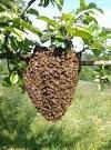 Bienenschwarm in Ursensollen
