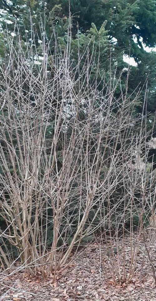 Aronia Apfelbeere Sträucher abzugeben in Hamdorf