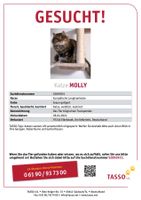 Katze Molly vermisst seit 28.04.24 in Eibelstadt Bayern - Eibelstadt Vorschau