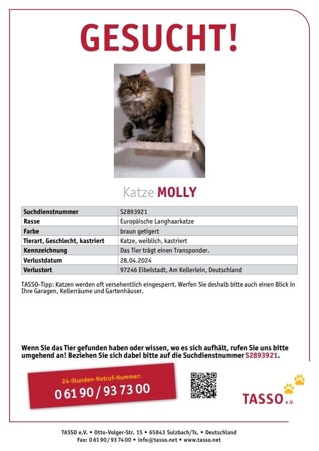 Katze Molly vermisst seit 28.04.24 in Eibelstadt in Eibelstadt