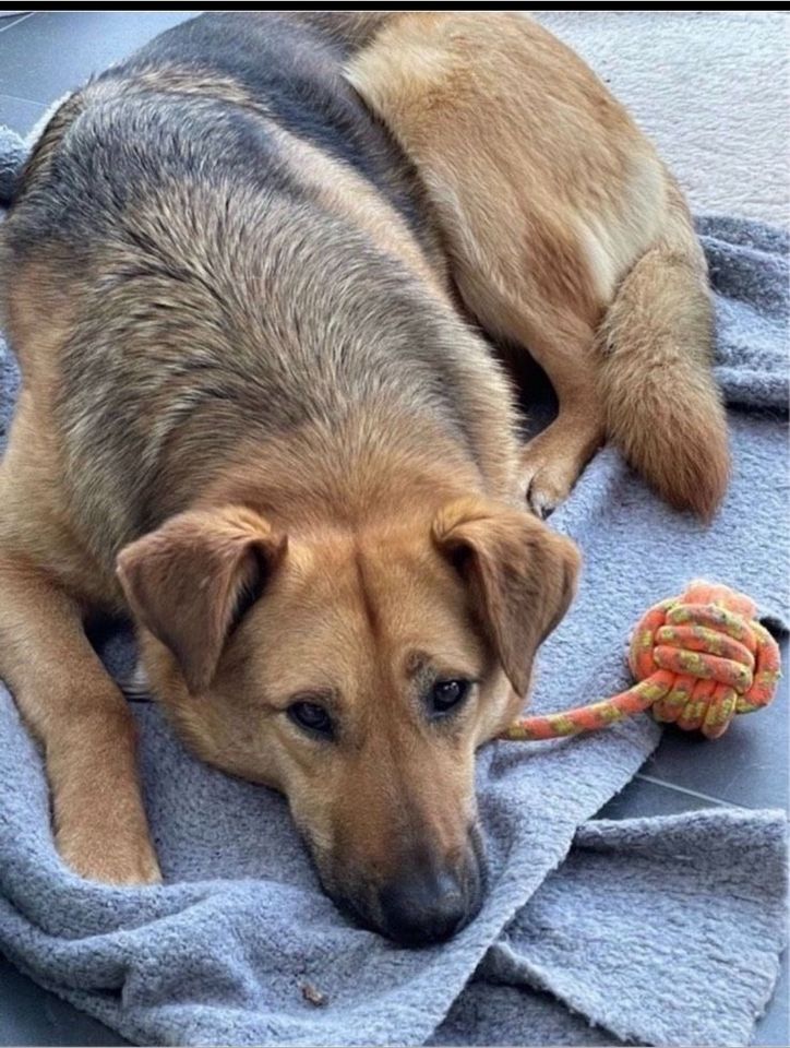 Fanny, Hündin kastriert, ca 3 Jahre, ca 55 cm in Wegberg