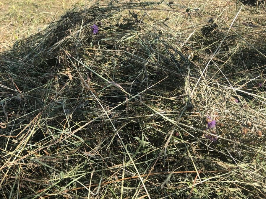 Heu in kleinen HD Ballen - Heuballen Ernte 2024 - ab Wiese in Hungen