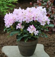 Großblumige Rhododendron Dufthecke lila 30-40cm - Alpenrose Niedersachsen - Bad Zwischenahn Vorschau