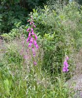 Fingerhut Pflanzen pink Niedersachsen - Wingst Vorschau