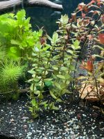 Rotala Indica ‚maxi‘ Rheinland-Pfalz - Grafschaft Vorschau