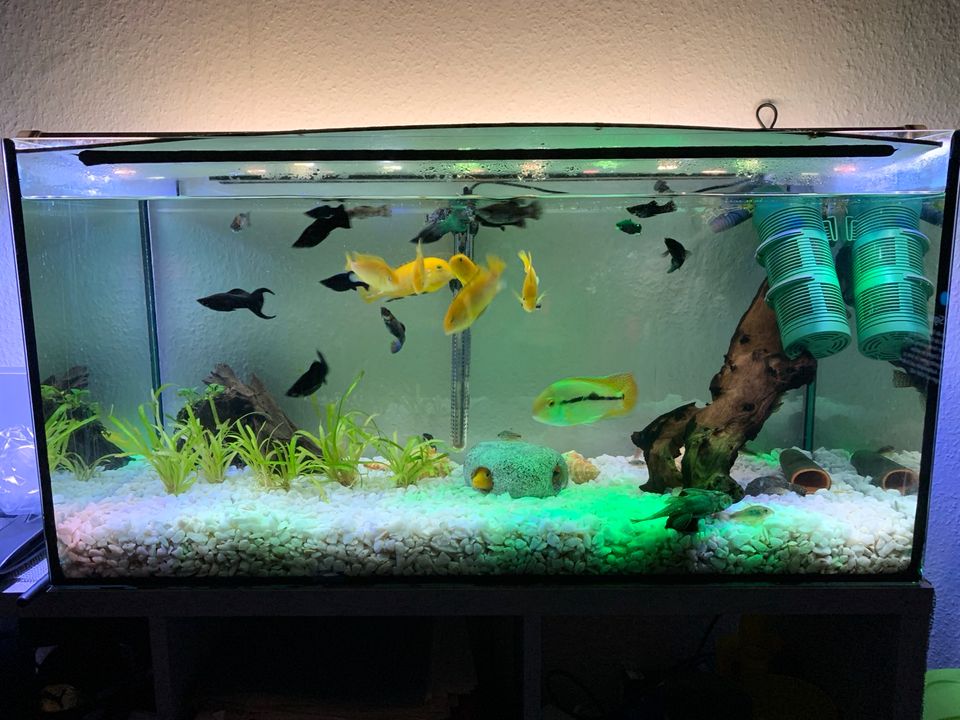 Aquarium mit Fische und Zubehör in Lübbecke 