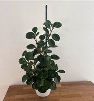 Pflanze Scheurich Topf pflegeleicht Zimmerpflanze Zwergpfeffer Nürnberg (Mittelfr) - Nordstadt Vorschau