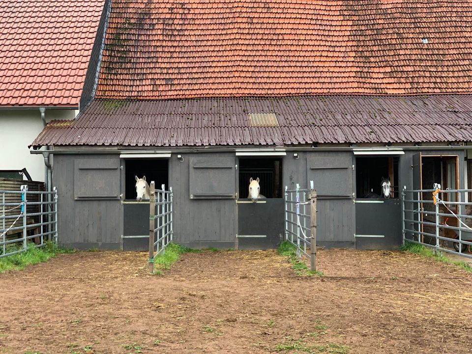 Pferdebox / Freie Box in Pferdepension in Korbach