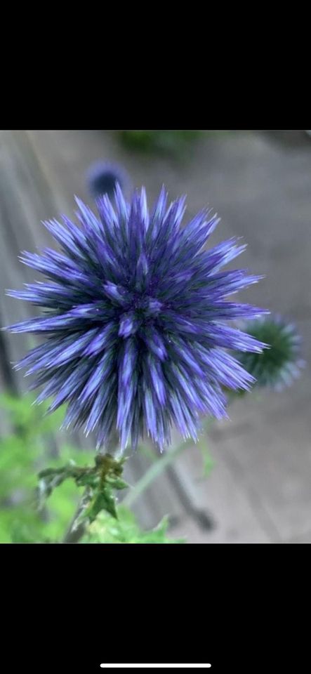 Samen Blaue Kugeldistel - 15 Samen, Frühling, Insekten Garten in Baldham