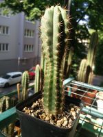 San Pedro Kaktus (Trichocereus Pachanoi) Berlin - Tempelhof Vorschau