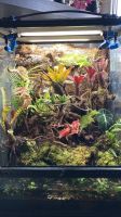 Exo Terra Paludarium 45x45x60 Baden-Württemberg - Eschelbronn Vorschau