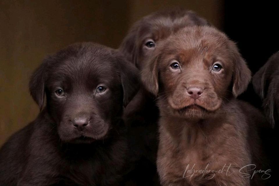 Labrador-welpen reinrassig in Seega