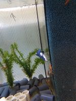 Kampffisch Männchen Blue Panda-Betta Splendens Rarität Wuppertal - Vohwinkel Vorschau