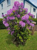 Rhododendron Rheinland-Pfalz - Neunkhausen Vorschau