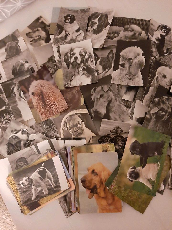 Postkarten Tiere in Falkensee