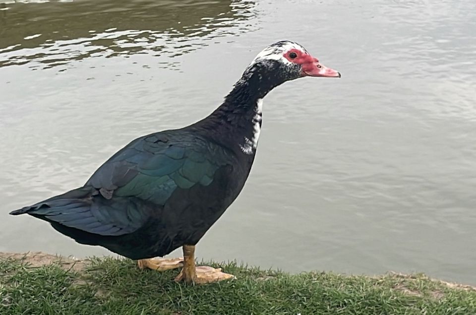 3 Warzen Enten aus Naturbrut in Hardegsen