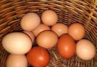 Frische Hühnereier, Eier, Darmstadt Eberstadt, 3,50 € Hessen - Darmstadt Vorschau