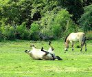 Wisentgehege Springe : 5 Kinder - EIntrittskarten Niedersachsen - Wunstorf Vorschau