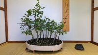 Bonsai Buchen Waldpflanzung Nr. 2 Hessen - Alsfeld Vorschau