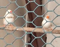 Zebrafinken Jungvögel 1,1 vom April 2024 Niedersachsen - Stadthagen Vorschau