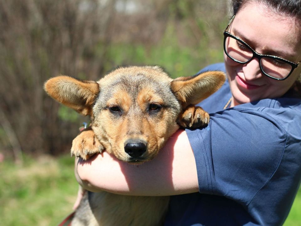 Tierschutz - freundliche Alma sucht eine liebevolle Familie! in Düsseldorf