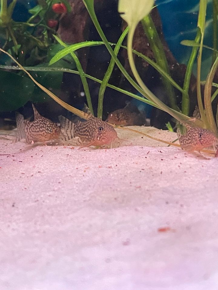 Panzerwelse Corydoras Sterbai Orangeflossenpanzerwels in Emstek