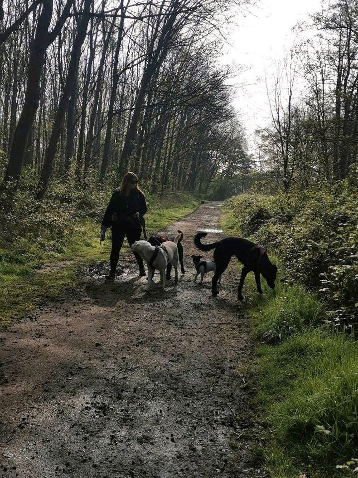 Mobiler Gassi-Service als Dogwalker inkl. Abhol- und Bringservice in Willich