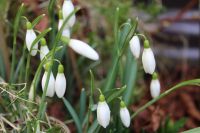 Schneeglöckchen (Zwiebeln) aus dem Garten Nordrhein-Westfalen - Neunkirchen-Seelscheid Vorschau