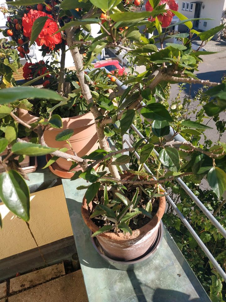 Hibiskus verschiedene Pflanzen, Hibiskusbäumchen 2.10. neue Bilde in Flein