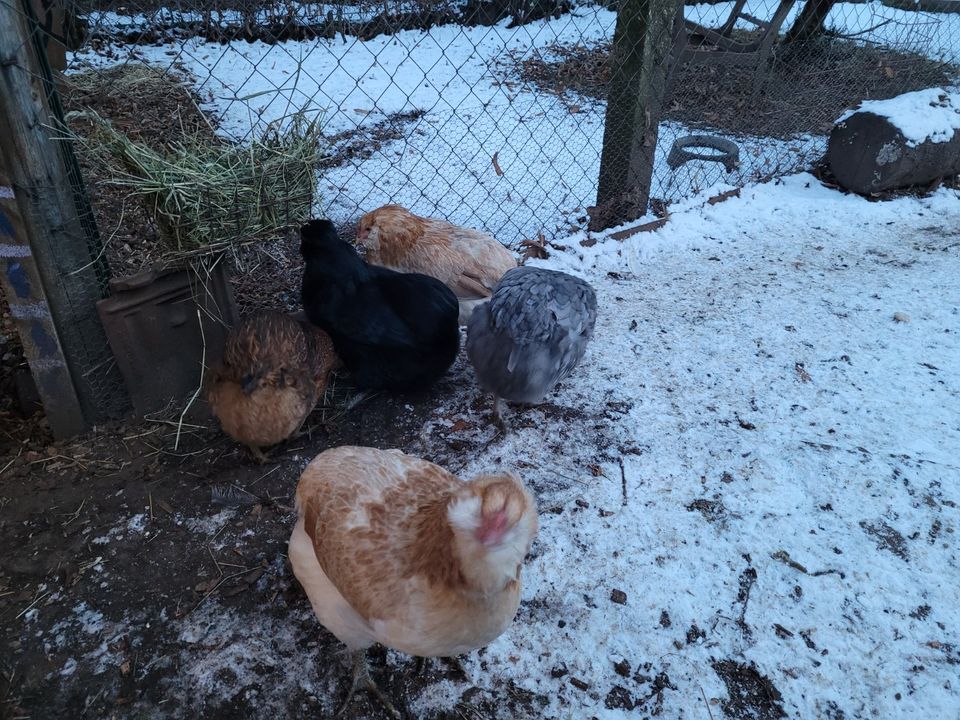 Araucana x Ga Hmong Bruteier Gahmong Grünleger Hühner in Pleidelsheim