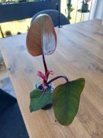 Philodendron Strawberry Shake Kopfableger Bayern - Nersingen Vorschau