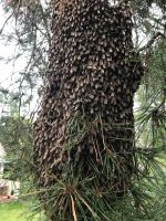 Bienenvolk Berlin - Pankow Vorschau