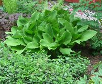 *Noch 3 Stück: Blaublatt-Funkie Hosta sieboldiana "Elegans" Brandenburg - Birkenwerder Vorschau