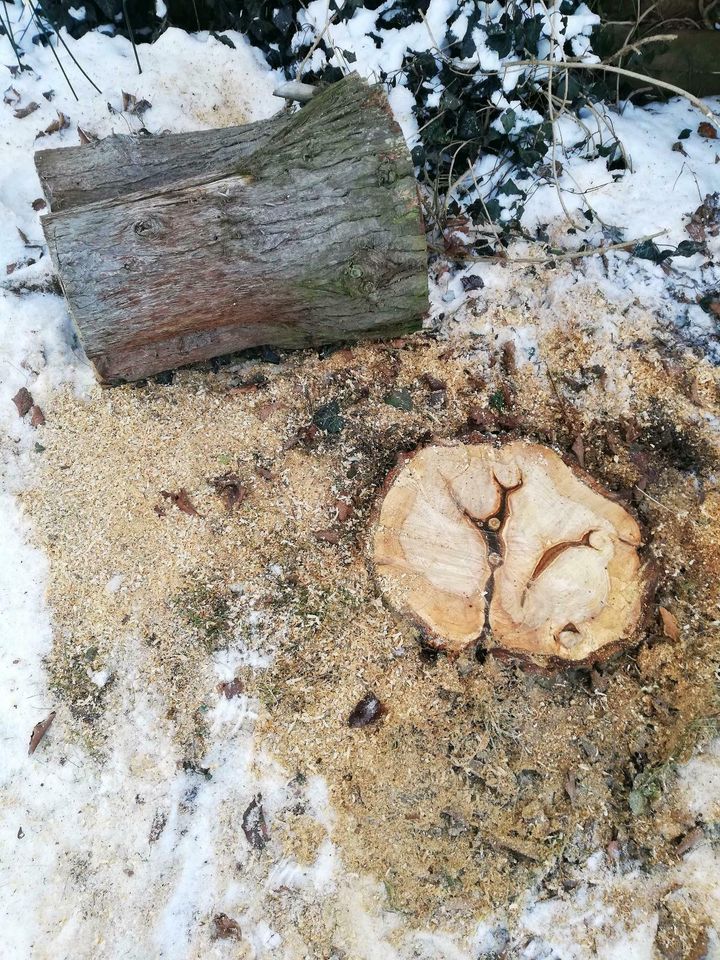 Wurzelstock Fräsen, Hecken Rodung, Baumstumpf entfernen in Moosburg a.d. Isar