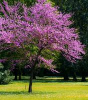 Suche Judasbaum Niedersachsen - Rodenberg Vorschau