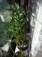 Agave Aloe Vera zimerpflanze  Das Alter beträgt etwa 10 Jahre . Bayern - Augsburg Vorschau