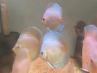 Diskus Diskusfische Fische Nordrhein-Westfalen - Lüdenscheid Vorschau