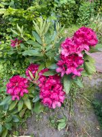 Rhododendron zum Ausgraben Schleswig-Holstein - Hoisdorf  Vorschau