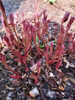 Pfingstrose päonie Pflanze Winterhart Garten  Blumen Brandenburg - Hennigsdorf Vorschau