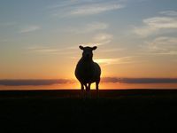 Ferienwohnung / Ferienhaus für Urlaub mit Hund an der Nordsee Niedersachsen - Obernkirchen Vorschau