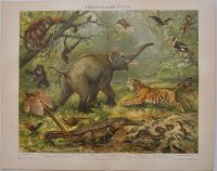 Lithographie Orientalische Fauna Elefant Tiger Gibbon Orang-Utan Berlin - Mitte Vorschau