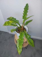 Philodendron Ring of fire 40cm etablierte Zimmerpflanze Berlin - Reinickendorf Vorschau