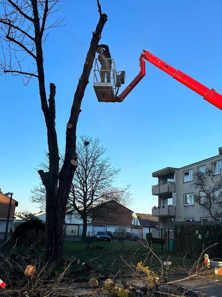 Baumfällung, Notdienst, Sturmschaden, Baumpflege, Baggerarbeiten in Euskirchen