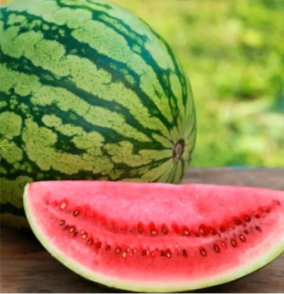 Saatgut Wassermelone melonensamen in Magdeburg